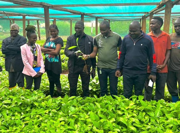 *Haut-Uele : Grâce au lobbying payant de l’honorable DG Jean Manda Madrakele, le ministère provincial de l’agriculture accorde le déploiement de plantules de Café à Faradje*